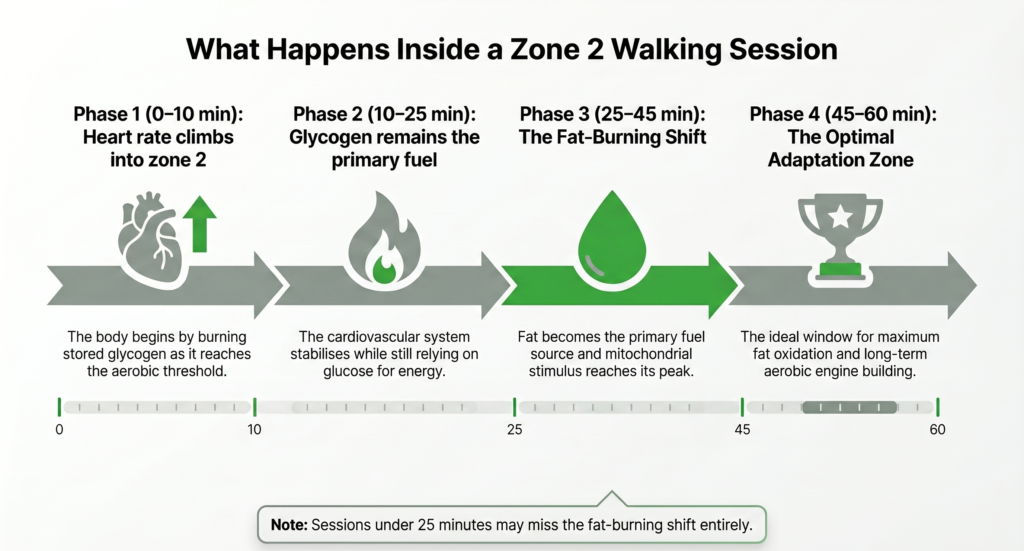 Timeline infographic showing the four phases of a zone 2 walking session, illustrating that fat becomes the primary fuel source after 25–30 minutes and peak mitochondrial adaptation occurs between 45 and 60 minutes.